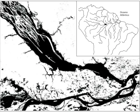 Fig. 1 — Studied area and the sampling stations. Sampling stations 1 to 6 are in the Amazon and 7 to 11 in Rio Negro.