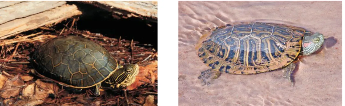 Fig. 2 – Espécies da família Emydidae - Deirochelys reticulata (esquerda) e Trachemys scripta (direita) (Vitt  et al., 2009)