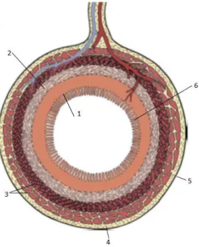 Figura 1.  Constituição  histológica  do  intestino  delgado  do  cão.  1-  Mucosa;  2-  Submucosa;  3-  Muscular;  4- 4-Serosa; 5- Mesentério; 6- Vilosidades (adaptado de Dyce et al