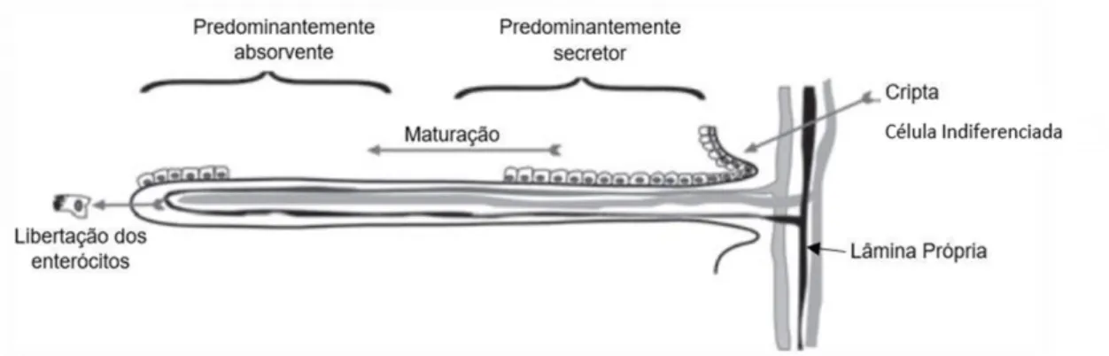 Figura 2. Ilustração da estrutura e função das vilosidades do intestino delgado (adaptado de Ruaux et al
