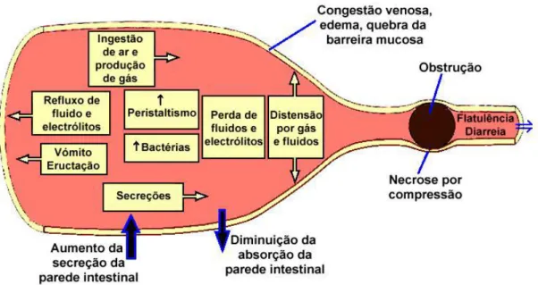 Figura 3. Fisiopatologia da obstrução intestinal (adaptado de Radlinsky 2013). 