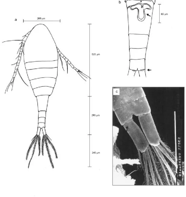 Fig. 7 — Thermocyclops decipiens: (a) female (dorsal view, x 200); (b) urosome (ventral) and seminal receptacle (x 400);