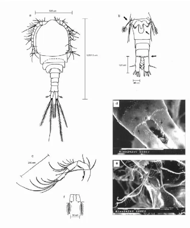 Fig. 8 — Mesocyclops longisetus: (a) female (dorsal view, x 200); (b) urosome (ventral), 5 th  leg, seminal receptacle and caudal rami (x 200); (c) antennae (x 200); (d) detail of last abdominal segment and caudal rami (x 815); (e) detail 5 th  leg (x 815)