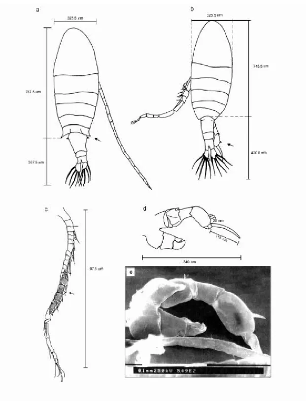 Fig. 4 — Notodiaptomus iheringi: (a) female (dorsal view, x 100); (b) male (dorsal view, x 100); (c) right antennule of male (x 200); (d) 5 th  leg of male (x 200); (e) 5 th  leg of male (x 655).