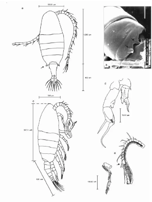 Fig. 5 — Argyrodiaptomus furcatus: (a) female (dorsal view, x 100); (b) detail of last thoracic segment of female (x 500);