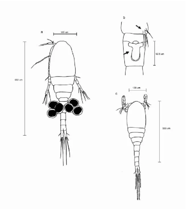 Fig. 6 — Thermocyclops minutus: (a) female (dorsal view, x 200); (b) urosome (ventral), 5 th  leg and seminal receptacle (x 400); (c) male (dorsal view, x 200).