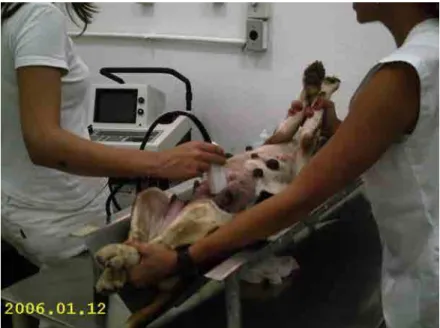 Figura  4:  Exame  ultra-sonográfico.  Ilustrando  animal  (cão)  em  decúbito  dorsal  sendo  avaliado  ultra-sonograficamente  1  hora  após  tratamento  com  eletroacupuntura