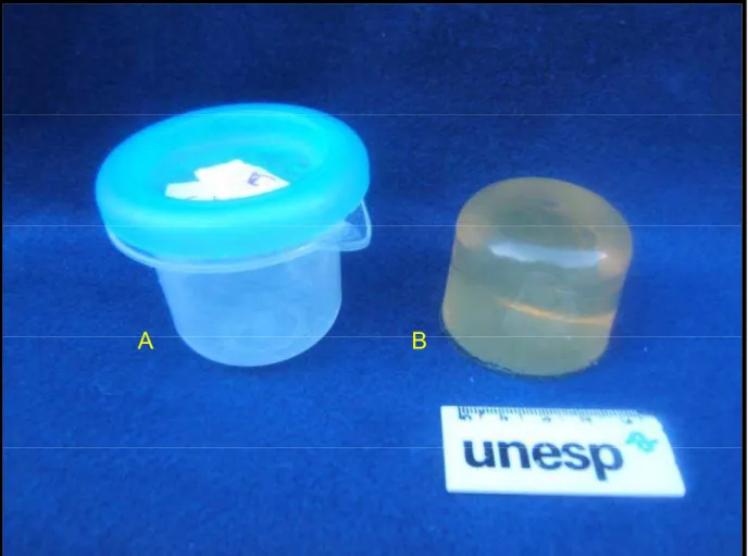 Figura 1: Recipiente de plástico (A) e gelatina com os meniscos inclusos (B). 