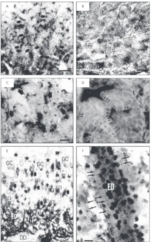 Fig. 2 — A, B, C, and D are photomicrographs of transverse sections of tilapia testis showing the distribution of acid phosphatase activity