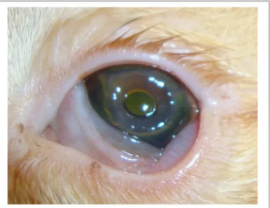 Figura 10 - Olho esquerdo de um gato com um  descemetocélio.  Fotografia  gentilmente  cedida  por Dr