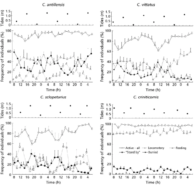Fig. 1 — Behavioral patterns displayed by the hermit crabs Clibanarius antillensis, C