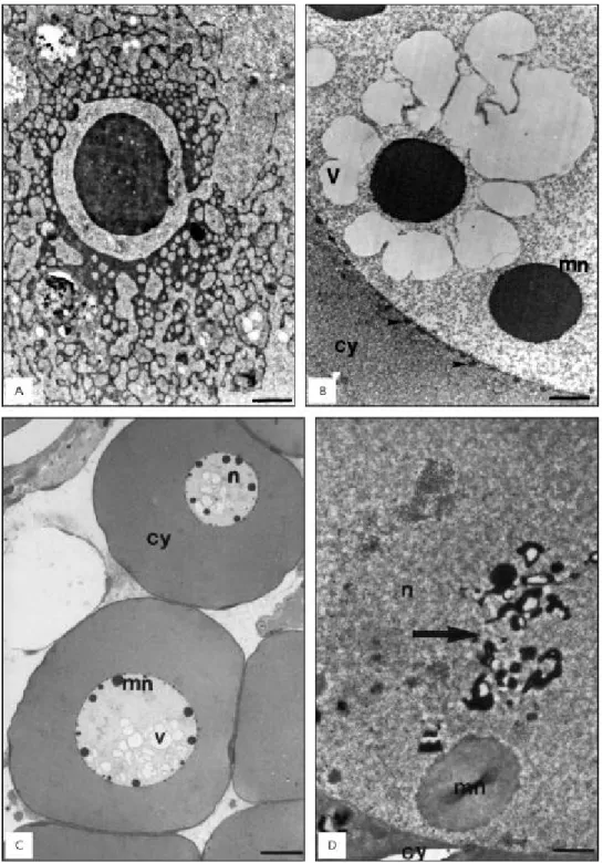 Fig. 3 — A. Detail of the perinucleolar oocyte, showing thread-like electrondense material (nuage) dispersion