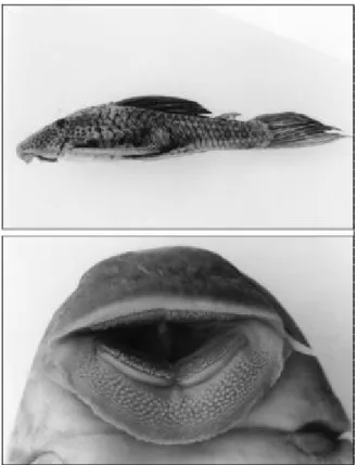 Fig. 4 — Lateral and ventral mouth view of Hypostomus cf. wuchereri.