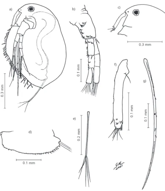 Fig. 1  Morphological characteristics of Macrothrix flabelligera parthenogenetic female: a) general view of the body; b) ventral side of the antenna; c) lateral view of the head with rostrum; d) post-abdomen; e) post-abdomen swimming setae; f) lateral vie