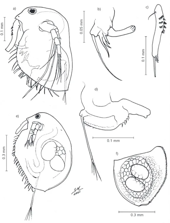 Fig. 2  Morphological characteristics of Macrothrix flabelligera male, ephippial female, and ephippium: a) general view of the body; b) first thoracic limb with hook; c) lateral view of the antenna; d) post-abdomen; e) general view of the ephippial female