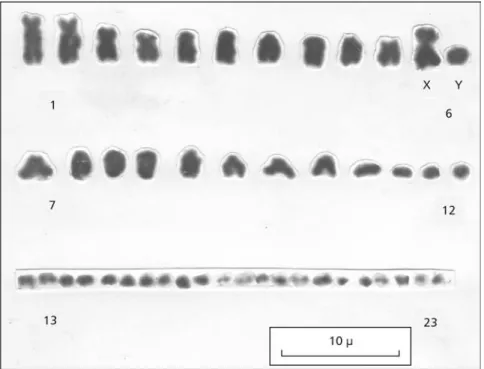 Fig. 1 — Karyotype of  Cnemidophorus littoralis; male, mitotic intestine epithelial cells; 2n = 46 chromosomes; 46 (5, 19, 22) XX, XY; heteromorphic sex chromosomes in the sixth pair; conventional staining.