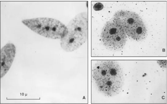 Fig. 4 — Meiosis in Cnemidophorus littoralis; male; testis; (A) zygotene-pachytene; (B) diakinesis-metaphase I with 23 bivalents;