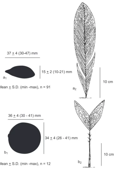 Fig 1. — Dimensions of a) Attalea maripa and b) Astrocaryum aculeatum 1) seed and 2) seedling.