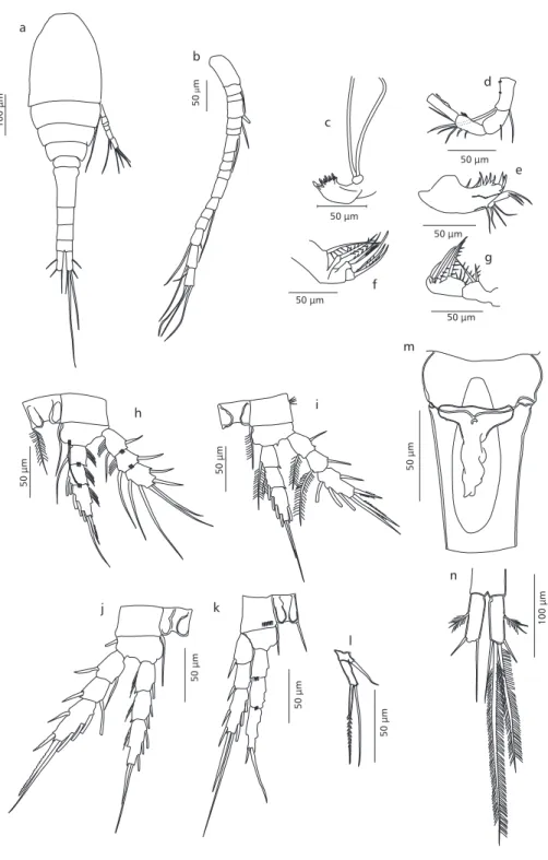 Fig. 2 — Female of Thermocyclops iguapensis n. sp. a) General aspect; b) antennule; c) antenna; d) mandible; e) maxillule;