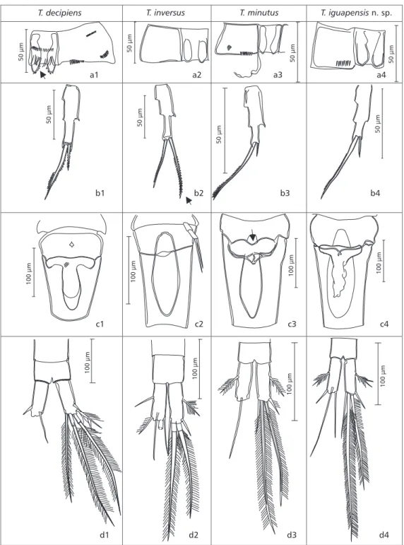 Fig. 4 — Differential characteristics of the species of Thermocyclops: a) coxopodite and intercoxal sclerite; B) 3 rd  endopodite of leg 4; C) genital segment; D) anal somite and furcal rami.