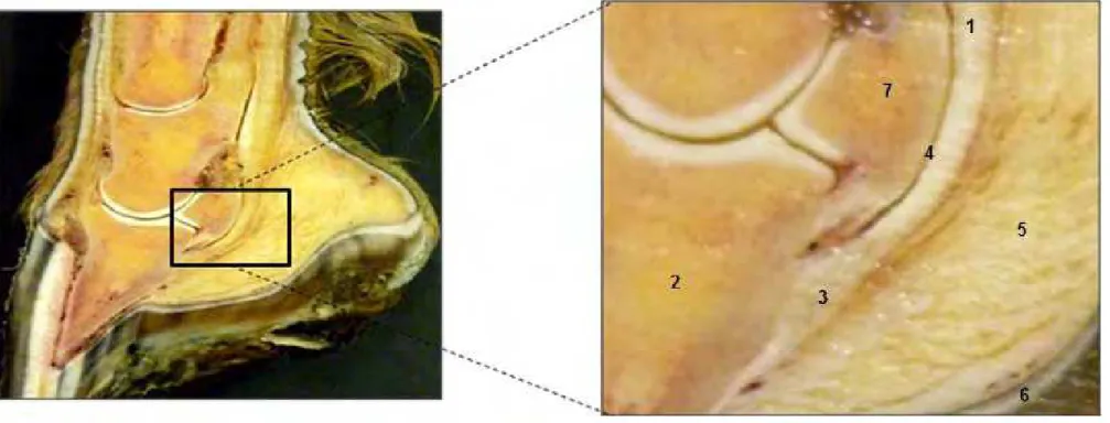 FIGURA 4: Anatomia do aparato podotroclear de cavalos normais, corte sagital. 1. Tendão Flexor Digital Profundo/ligamento  anular distal (TFDP/LAD); 2.Falange Distal (FD); 3.Ligamento sesamóide Distal Impar (LSDI); 4.Bursa Podotroclear (BP); 5.Coxim  Digit