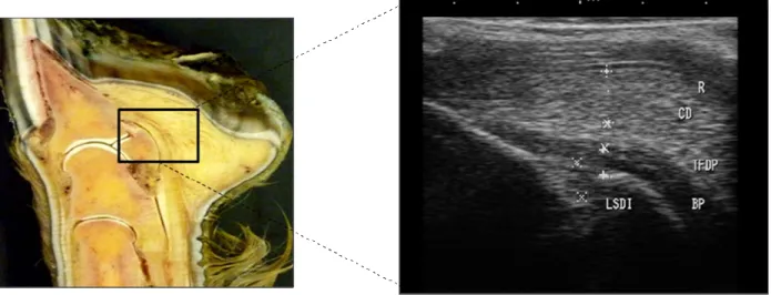 FIGURA 5: Anatomia ultrassonográfica do aparato podotroclear (corte sagital) de  cavalos da raça Quarto de Milha sadios (n=40) entre 1 a 2 anos de idade