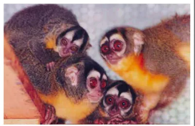 Figura 1  –  Grupo familiar de macacos-da-noite pertencente à colônia  de reprodução do CENP 