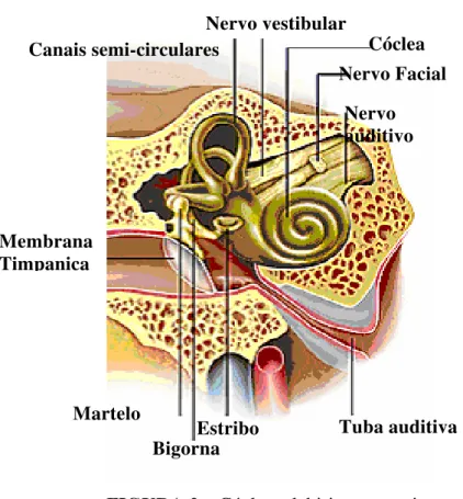 FIGURA 2 – Cóclea e labirinto posterior 
