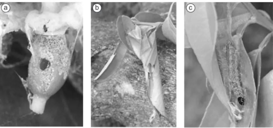 Fig. 3 — Damage caused by Platynota rostrana caterpillars in citrus fruit a) and leaves b), and by Phidotricha erigens cat- cat-erpillars on leaves c).