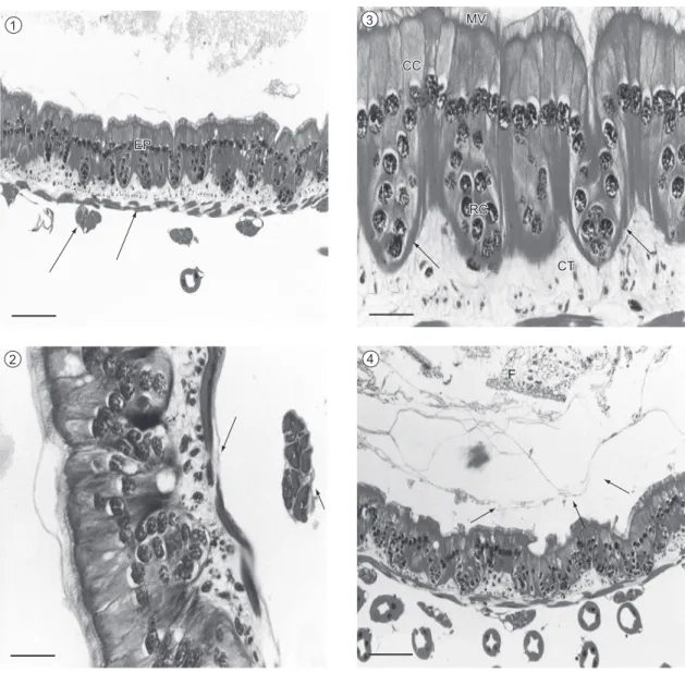 Fig. 1-4 — Photomicrography of the midgut of T. collaris. 1) Observe the epithelial sheath (EP), covered by muscle tissue  distributed in two layers: one external longitudinal (short arrow) and the other internal and circular (long arrow)