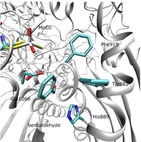 FIGURE 2 SI - Docking with benzaldehyde and K889H variant. The mutation of the  positively charged Lys889 to a histidine changed the active site significantly