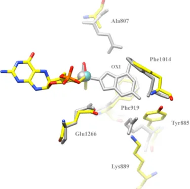 FIGURE 5. Superposition of mAOX3 (yellow), bXDH (gray), and bXO (blue) at the FAD binding site, viewed from the solvent.The FAD and the [2Fe-2S]
