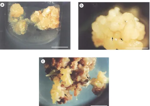 Fig. 2 — D. morototoni callus morphology. a: Non-uniform light-cultivated callus with greenish compact zones and more fri- fri-able, granular, and yellowish parts; b: Cluster of embryos at globular stage; and c: Friable calli covered by embryos at several 