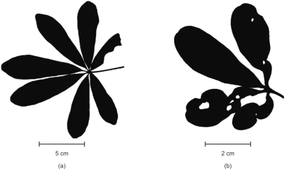 Fig. 2 — Digitalized shape of D. vinosum leaves that were attacked by chewing insects (a) and by sucking insects (b).