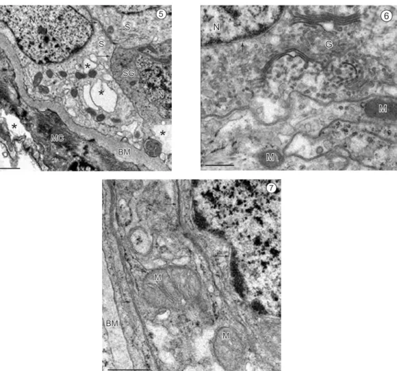Fig. 5-7 — Transmission electron micrographs showing details of cells treated with FS 2, 4, and 5
