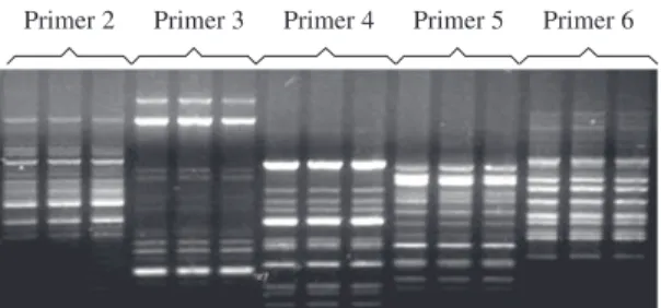 Figure 2. Dendrogram based on the genetic distance for the  fifteen studied stocks. Branches are indicated by Arabic  nu-merals (1-6)
