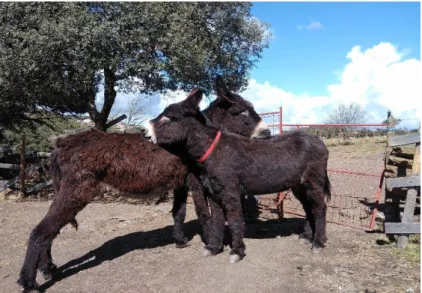 Figure 1. Companionship behaviour