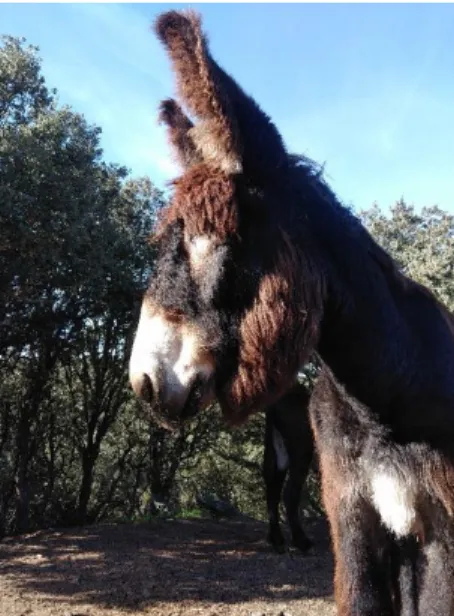 Figure 2 Burro de Miranda