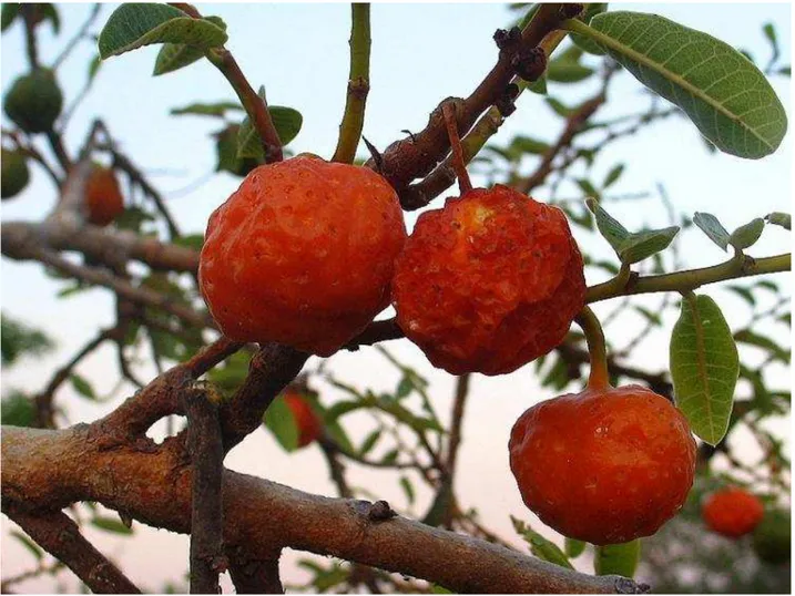 FOTO 09  – Maminha-de-cadela (Fruta típica de Passos/MG)  Fonte: Acervo pessoal 