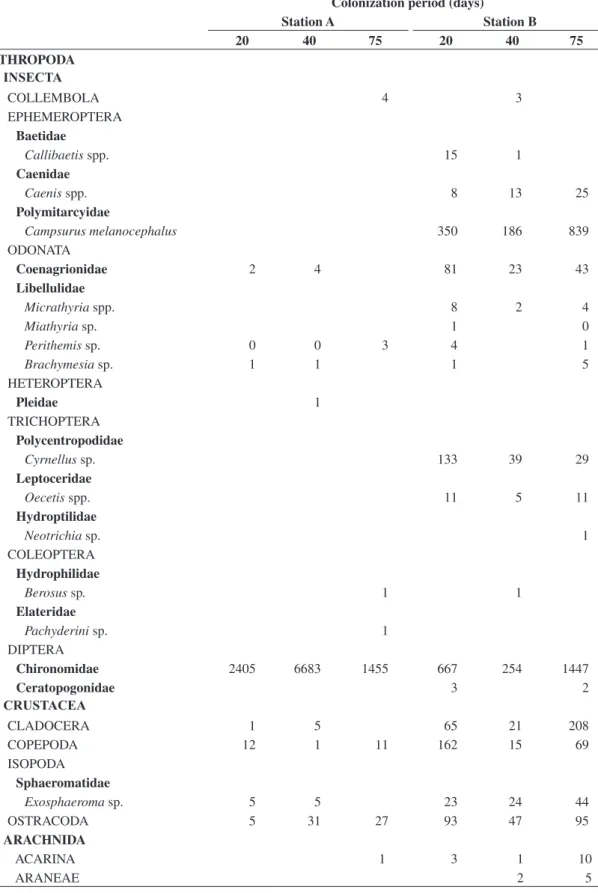Table 1. Total abundance of benthic macroinvertebrates colonizing Typha domingensis leaves during different colonization  periods in stations A and B of the Imboassica Lagoon, Macaé, RJ, November 2000 through January 2001
