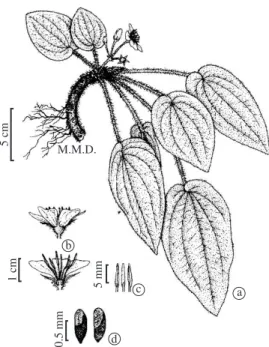 Figure 1. a) E. fulva, reproductive individual with inflores- inflores-cence, stem and root; b) Flower, longitudinal cut of internal  section; c) Stamens; and d) Seeds (the arrow indicates the  air pocket).