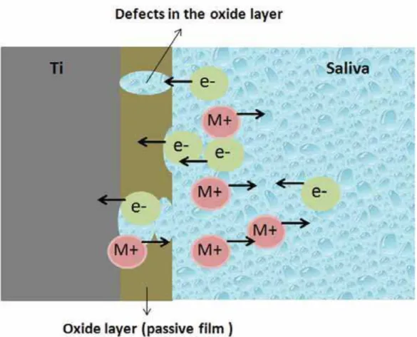Figure 8. Schematic diagram of the electrochemical reaction layer formed on the  Ti surface