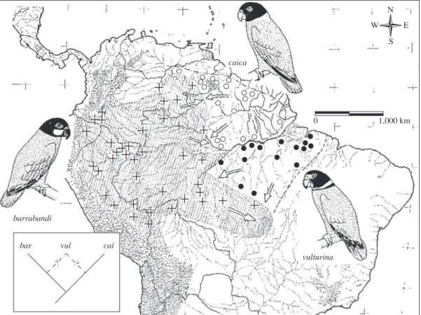 Figure 6. Distribution of the Pionopsitta parrots in Amazonia (updated from Haffer, 1970)