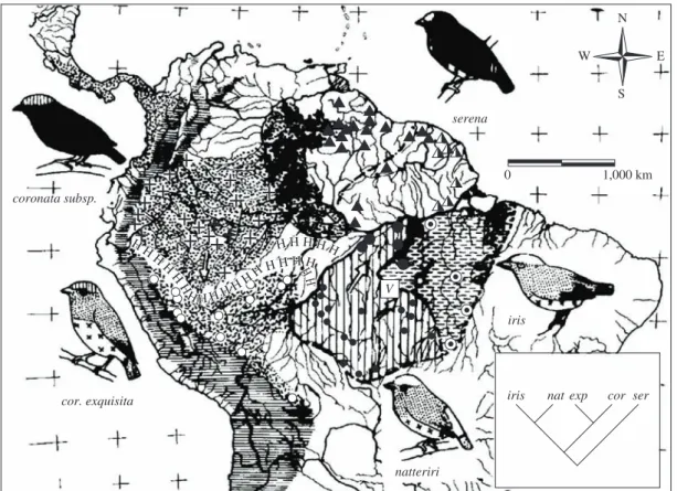 Figure 10. Distribution of the Pipra serena species group (updated from Haffer 1970). Locality records (symbols) are indi- indi-cated for Amazonian forms only: Half-solid triangles - P