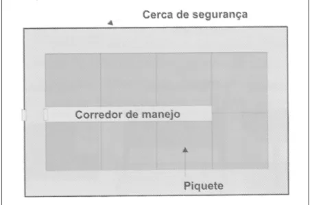 Figura 16 – Esquema de piquetes com o uso de corredor de manejo e cerca de segurança  Fonte: Carrer et al (2004, p