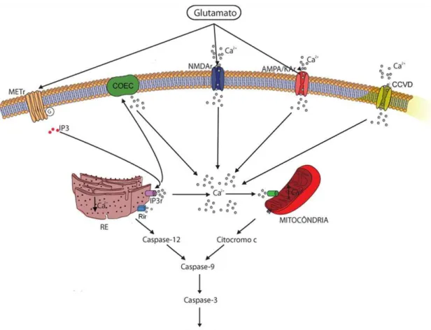 Figura 4 – Representação esquemática dos eventos relacionados ao quadro de excitotoxicidade após  trauma  medular  espinhal