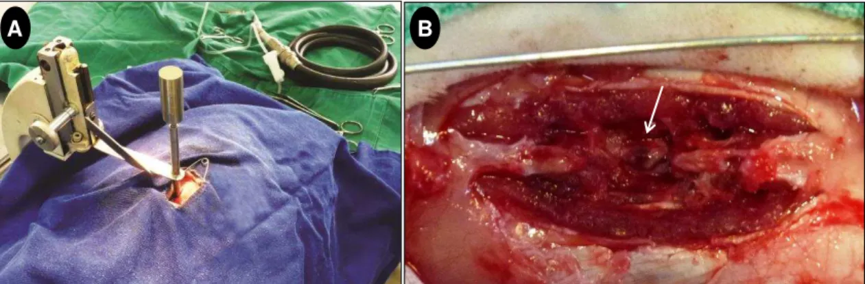 Figura 1  – Fotografias do procedimento cirúrgico do trauma medular experimental realizado em  ratos Wistar tratados com a ω-conotoxina MVIIA