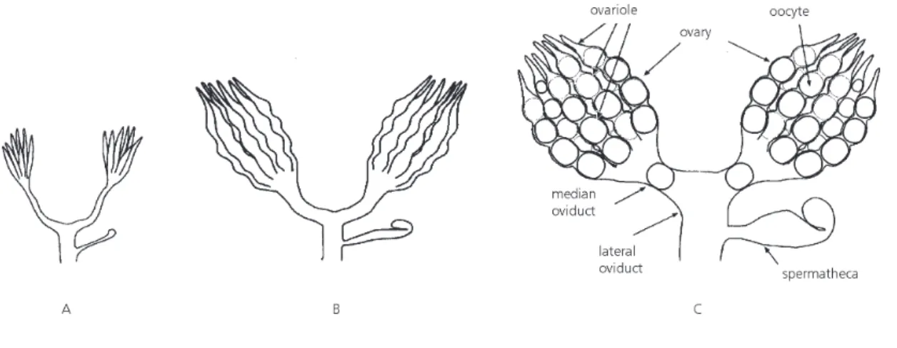 Fig. 1 — Degree of development of Euschistus heros ovary: immature (A), intermediate (B), and mature (C).