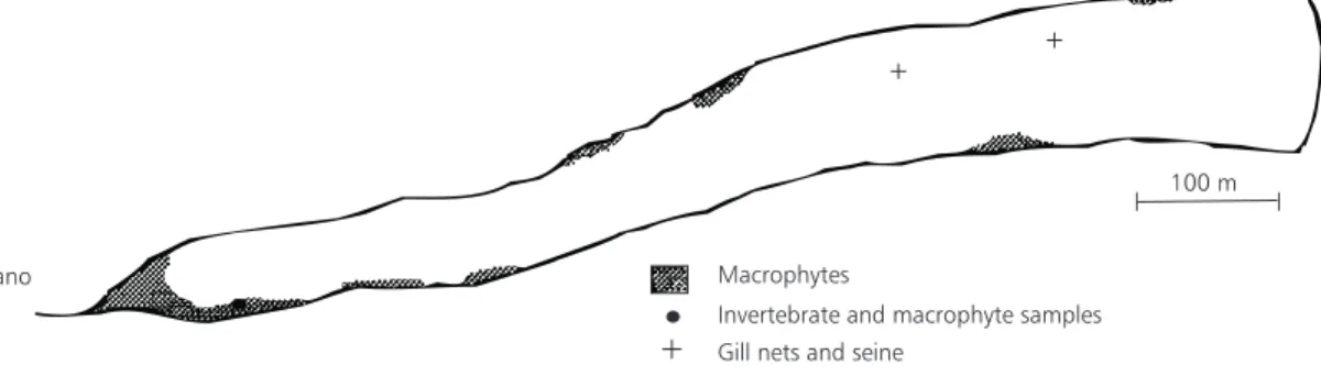 Fig. 1 — Lake Monte Alegre and the area covered by macrophytes (shaded), the station of macrophyte and prey samplings (•), and the area of gill net and seine samplings (+).