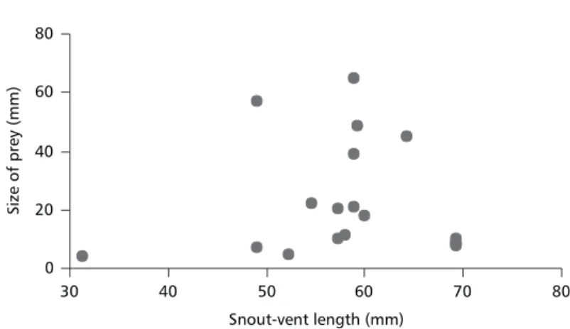 Fig. 2 — Variation in total length (mm) of intact prey found in the stomach of A. brunoi from a restinga habita in south- south-eastern Brazil.